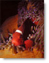 Spinecheek anemonefish, Drop Off
